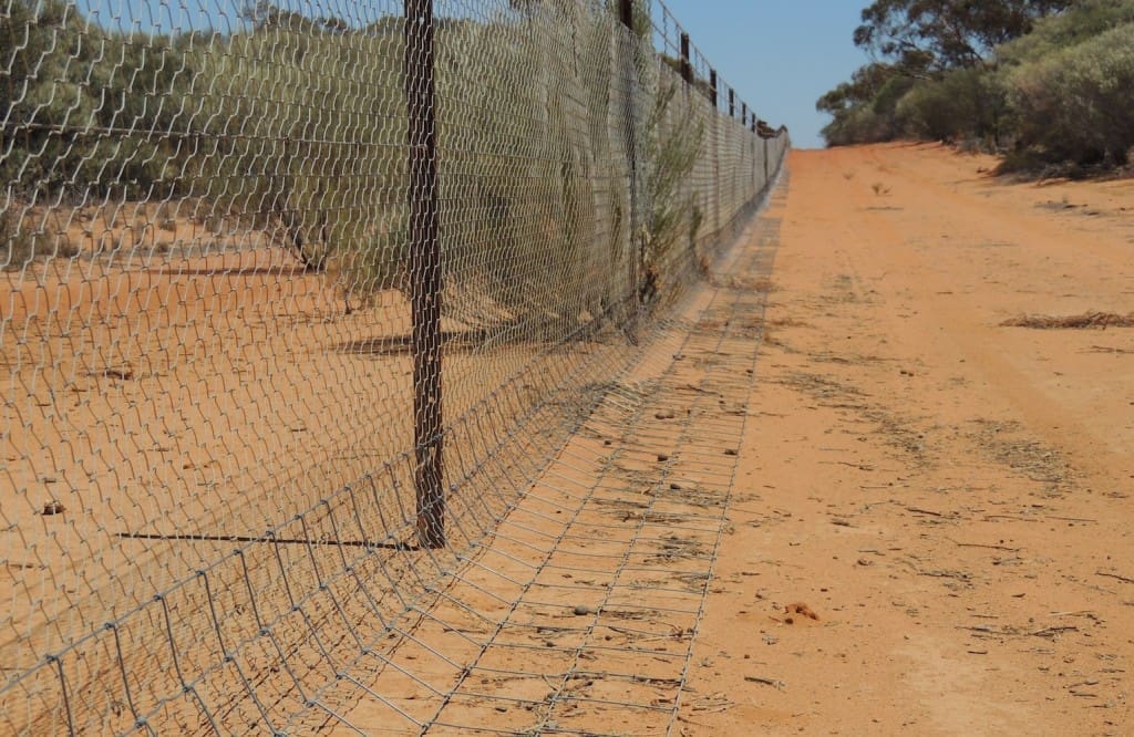 Dog fencing