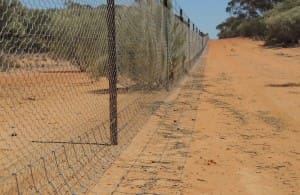 Dog proof fencing. Image: Agriculture WA. 