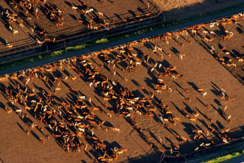 Composite steers on feed at NAPCo's Wainui feedlot on the Darling Downs 