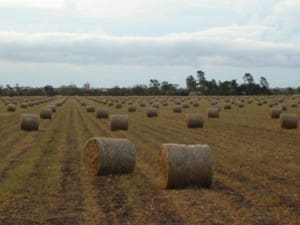 hay-bales