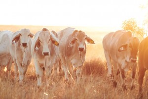 Anthony Lagoon Brahman Cross Cattle2