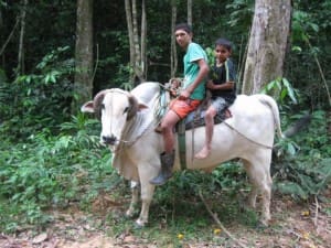 Rubber tapper children ride their steer home from school in the Brazilian state of Acre.