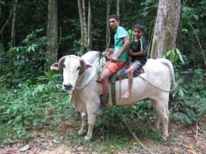 Rubber tapper children ride their steer home from school in the Brazilian state of Acre.