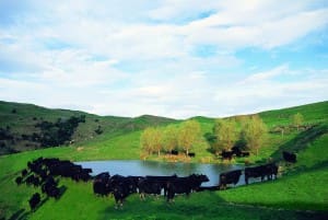 Cattle New Zealand