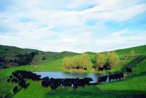 Cattle New Zealand