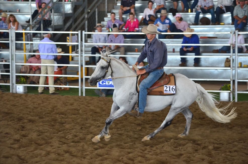 Dalby's equal top price at $30,000 was the grey nine-year-old stallion, Scenicrim Gunman bought by Ropeley Park ASH Stud, Gatton, Qld. 