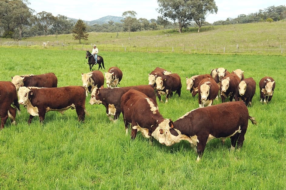 2014 bull selling season: which breeds fared best? - Beef ...