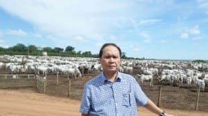 Buntoro Hasan from TUM inspects locally bred Nelore genetics in Brazil.