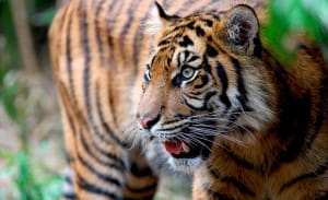 sumatran-tiger