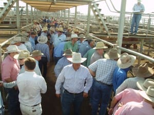 Large numbers of cattle buyers were at the first Roma Store Sale for 2015. Light weight weaner steers sold to 288c/kg, while a heavy weight feeder steer sold to 258c for 410kg to return $1058/head.