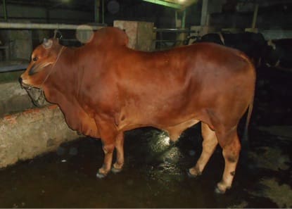 Ainsworth Myanmar bull