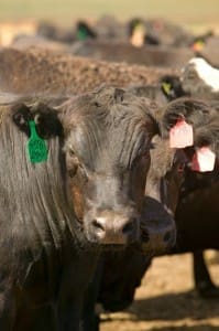 Angus heads feedlot