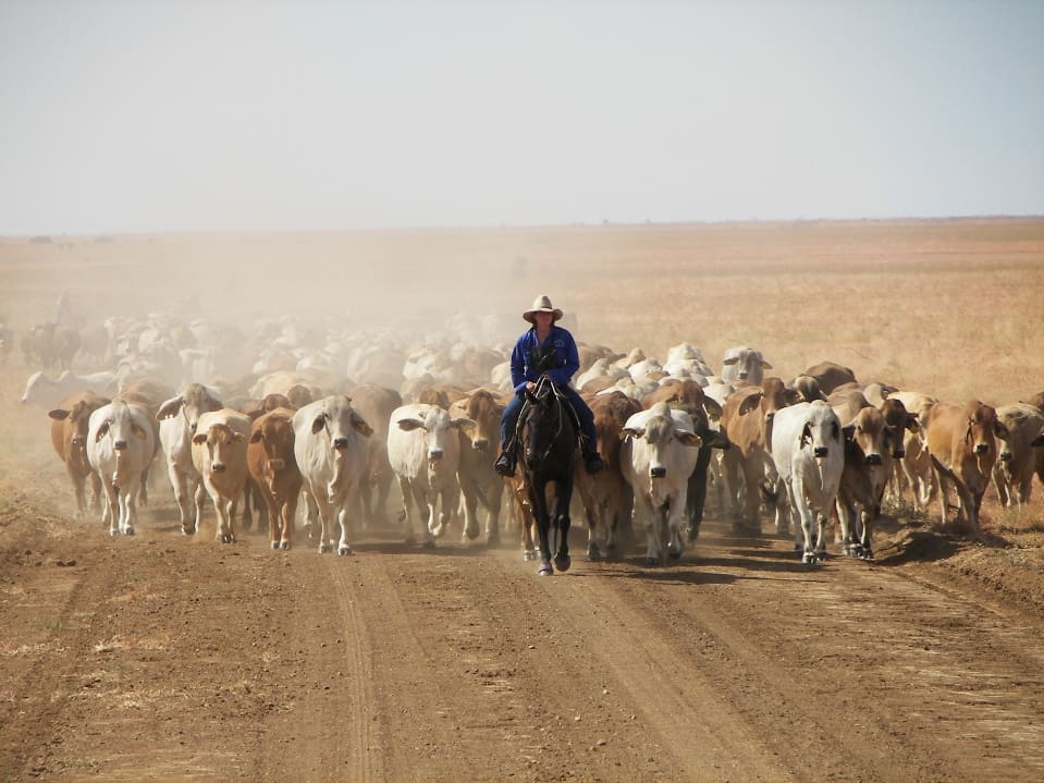 Droving northern cattle Brahmans