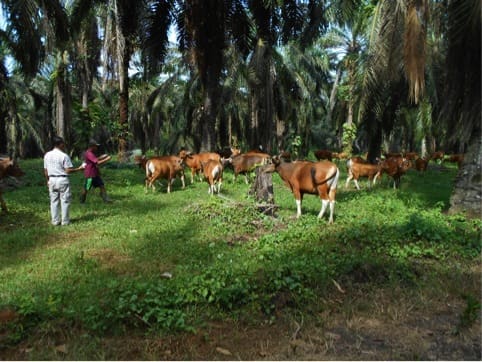 Bali cattle grazing under oil palm trees in East Kalimantan.