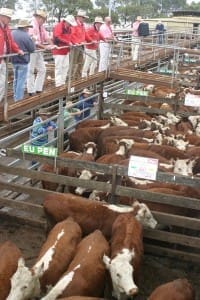 Elders auctioneer Aaron Malseed and his team sell Hereford heifers at Hamilton.