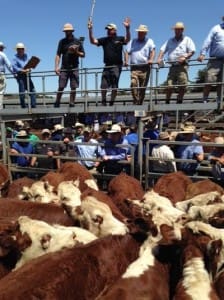 These 370kg Hereford steers being sold by Warren Clark, Lanyons, made 215c/kg at Hamilton last week