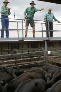 Landmark's Hugh Douglas sells Angus heifers in Hamilton.