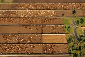 Wainui feedlot aerial