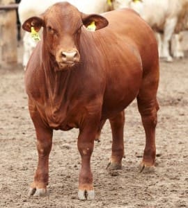 Aronui Feedlot - Crossbred Steer 2 - Copy