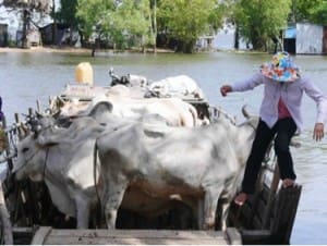 Cattle shipping Cambodian style – crossing the Mekong Delta tributaries – Grey cattle travelling on the “grey route” from Cambodia to Vietnam. No duties, no taxes, no vaccinations, no worries.