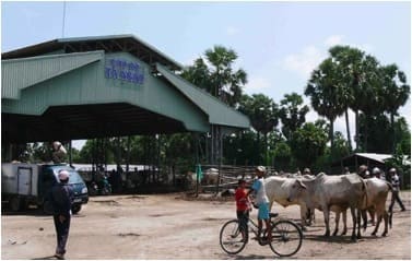 The official border-crossing sale yard at Ta Ngao at Tinh Bien, An Giang province, the largest cattle market in the Mekong delta, selling about 5000 head per month. 