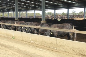 Part of the extensive permanent shedding infrastructure used at Tasmania feedlot