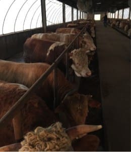 Photo from Angus Adnam : Feeder bulls in Wuhan province, west of Shanghai. 