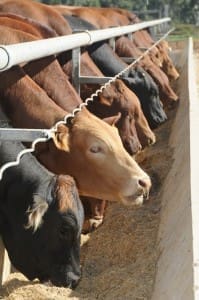 Feedlot grainfed cattle generic vertical
