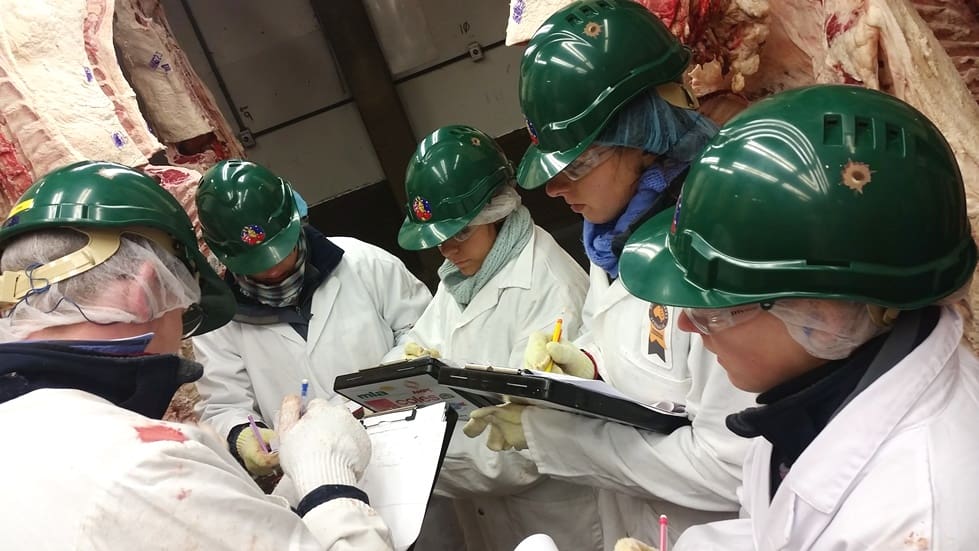 Australian team training for beef quality and yield grading in the abattoir chiller
