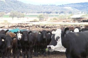 Killara feedlot cattle