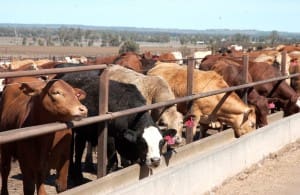 Kurrawong feedlot Morgan cattle grainfed