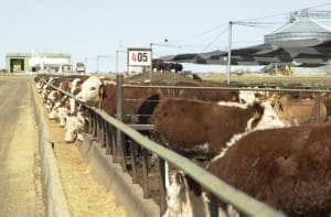 Myola feedlot