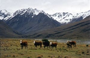 New Zealand beef cattle