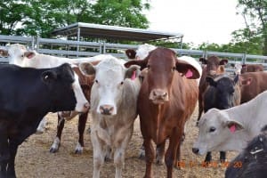 Organge cattle theft pic
