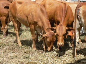 Red heifers northern young cattle