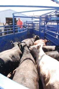 Sandalwood feedlot cattle handling area