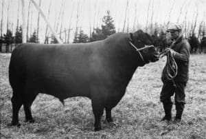 Trangie foundation sire Glencarnock Revolution, imported from Canada in 1929.