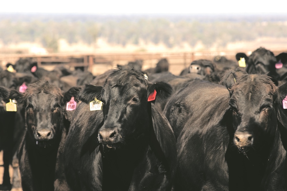 Wagyu Angus F1s on feed at Stanbroke feedlot