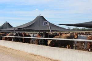 Wambo feedlot shade structures