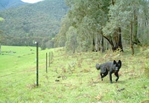 Electric exclusion fencing on a property in Victoria. Image: DEPI