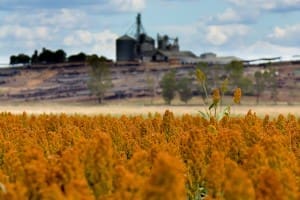 sorghum crop low res