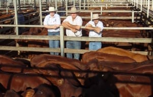 Peter (pictured) & Pam Pullos, Killarney Park, Tambo, with PJH Livestock’s Tracey Saunders and Steven Goodhew at Tuesday’s Roma Store Sale. The Pullos family sold Santa steers to 262c/kg for 409kg to return $1072/head.  