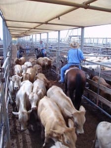 Stockmen Peter Green and Gordon Maloney move weaner cattle to the weighing scales at Roma’s Store Sale on Tuesday. The cattle were sold by Astaline, Ourdel, Windorah, and were bought for 240c/kg. At an average weight of 234kg they returned $563/head. Picture: Martin Bunyard.