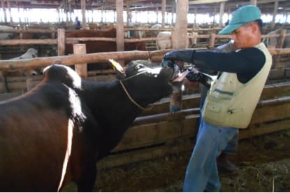 Final, individual FMD tongue inspection in the Thai quarantine facility prior to release to the Mae Sot sale yard. Fortunately these cattle are very quiet and well behaved.