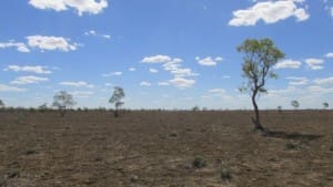 Drought Tahna paddock 2