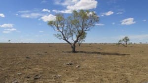 Drought Tahna paddock