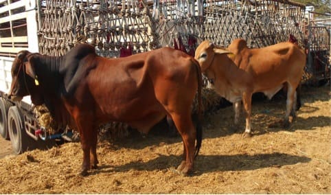 Feeder bulls ex Myanmar at the Mae Sot sale yard last Friday 27th February 2015.