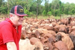 Kevin Mulvahil looks over a line of export cattle at the Berrimah  Yards in Darwin. 