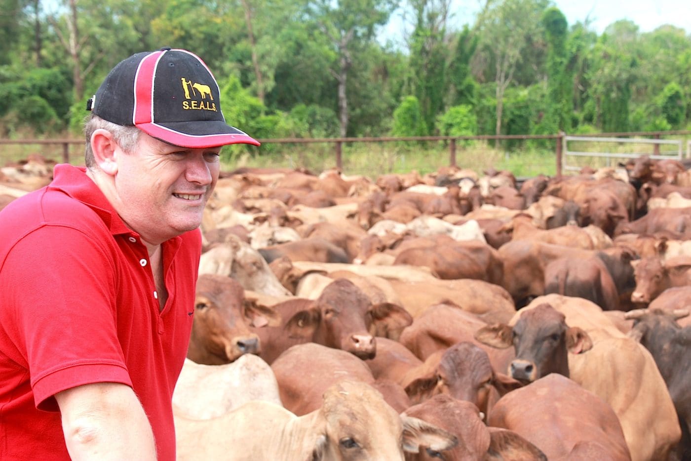 Kevin Mulvahil looks over a line of export cattle at the Berrimah  Yards in Darwin. 