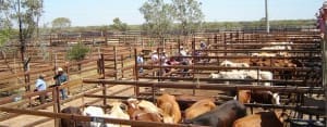 The Longreach Saleyards. 